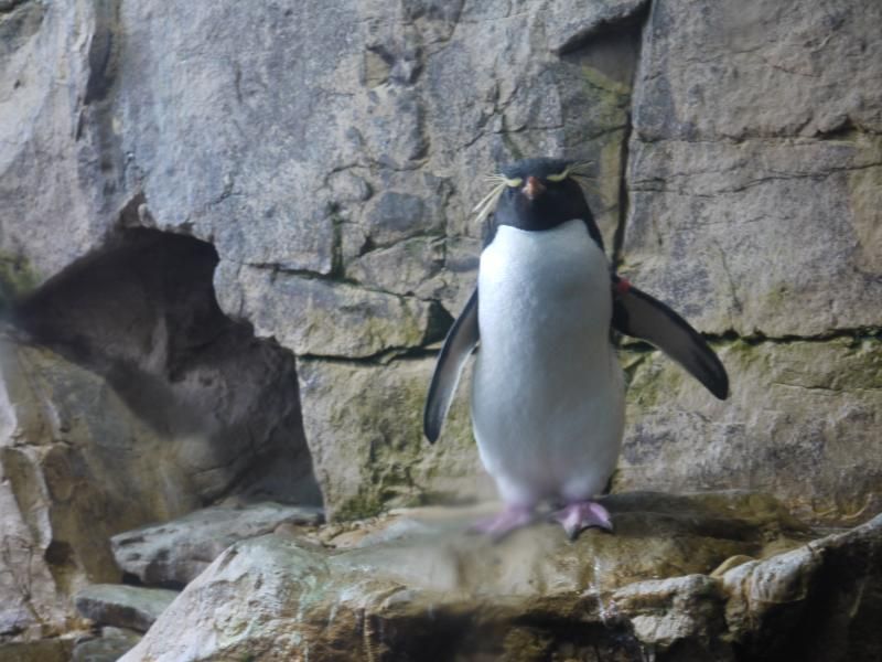 Remember When Teens Stole A Penguin From Coney Island Aquarium?