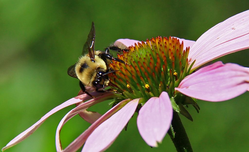 Photo Finish: Busy Work For Bees
