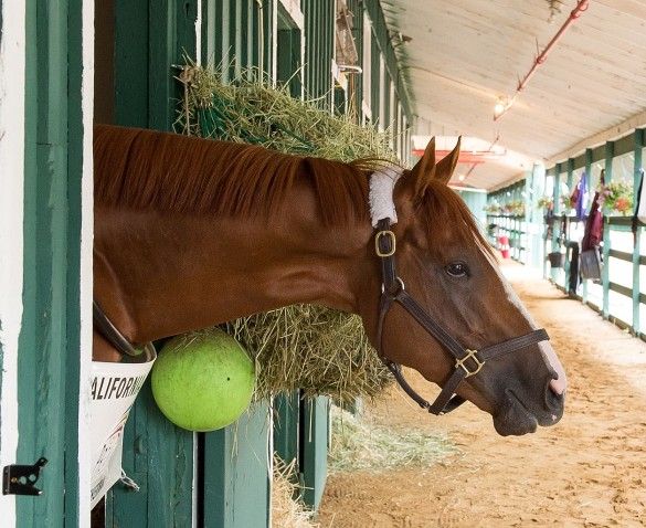 It's all your fault, California Chrome. Bad horsey! Source: Wikipedia