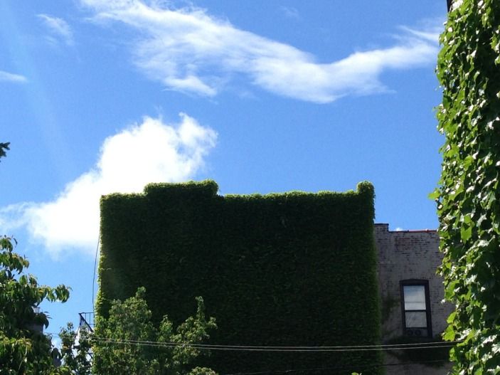 blue sky and ivy.jpg