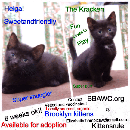 Adopt Q Gardens Kittens Helga & The Kracken!