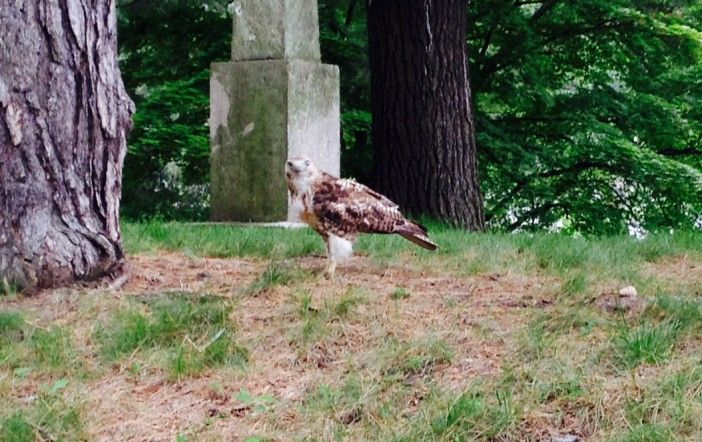 Green-Wood Cemetery Hawk by Dianna D'Amico