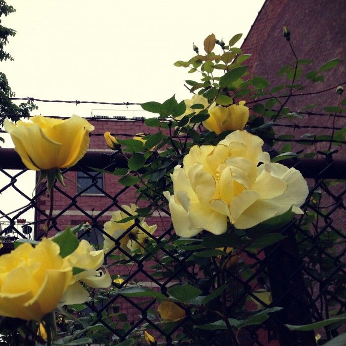 Roses on 8th Avenue