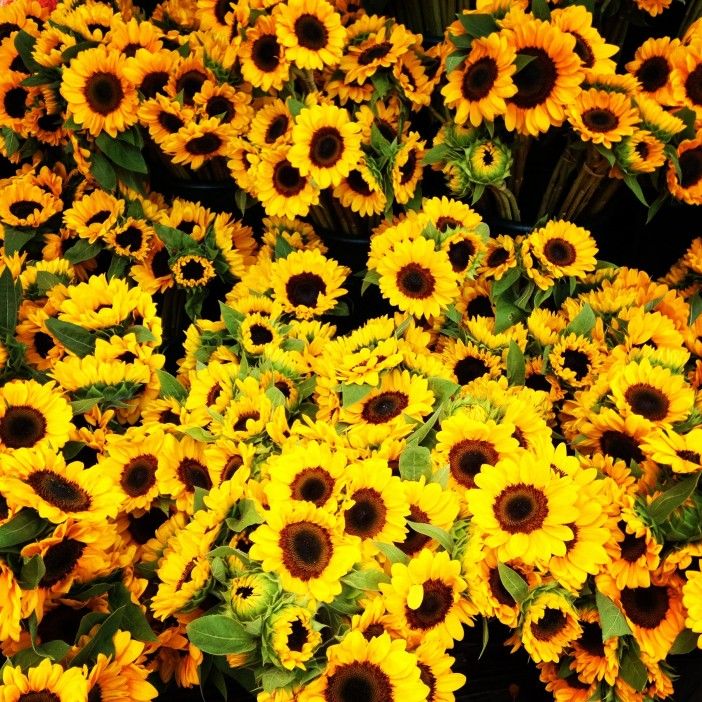 sunflowers for sale at food train