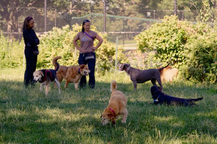 fort greene park dogs by francisco daum