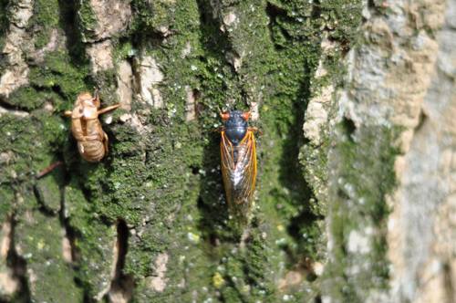 17-yr cicada with shell_Wolfes Pond Park_Staten Island_6.3.2013