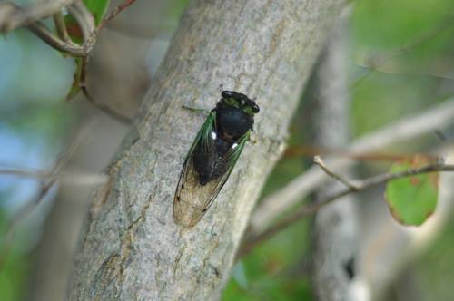 AnnualCicada_Jamaica Bay Wildlife Refuge_7.12.2013