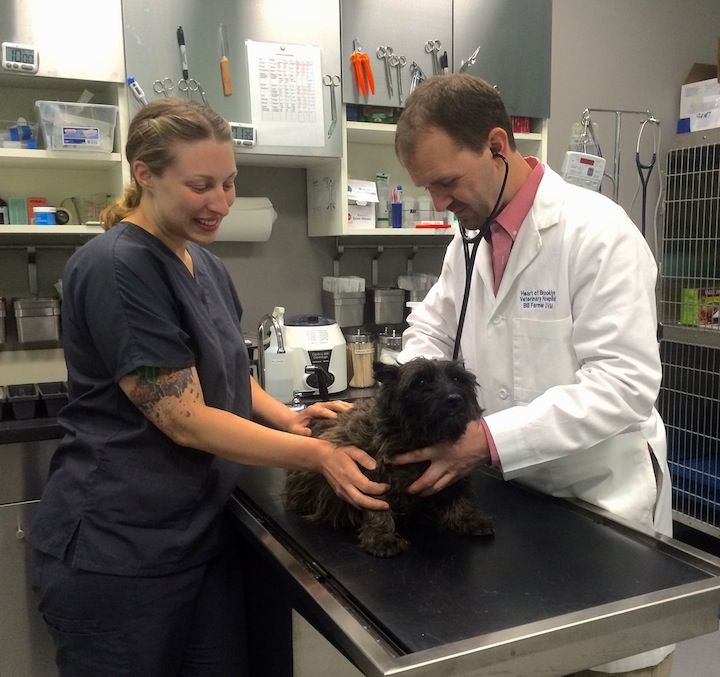 Heart of Brooklyn Veterinary Hospital