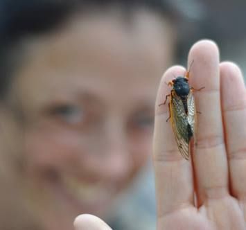 Periodical Cicada_Wolfes Pond Park_Staten Island_6.3.2-13