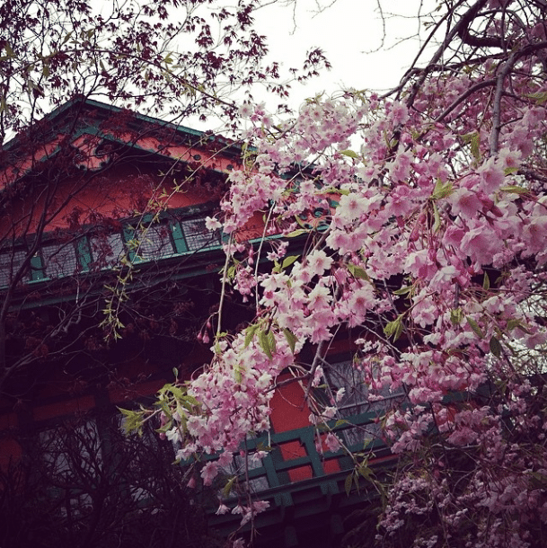 japanese house and cherry blossom flowers by ditmasparkcorner