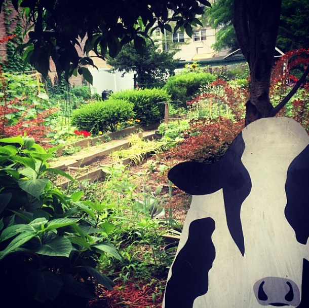 cow garden on classon via fortgreenefocus