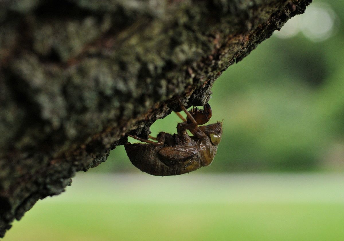 cicada at Brooklyn Botanic Garden