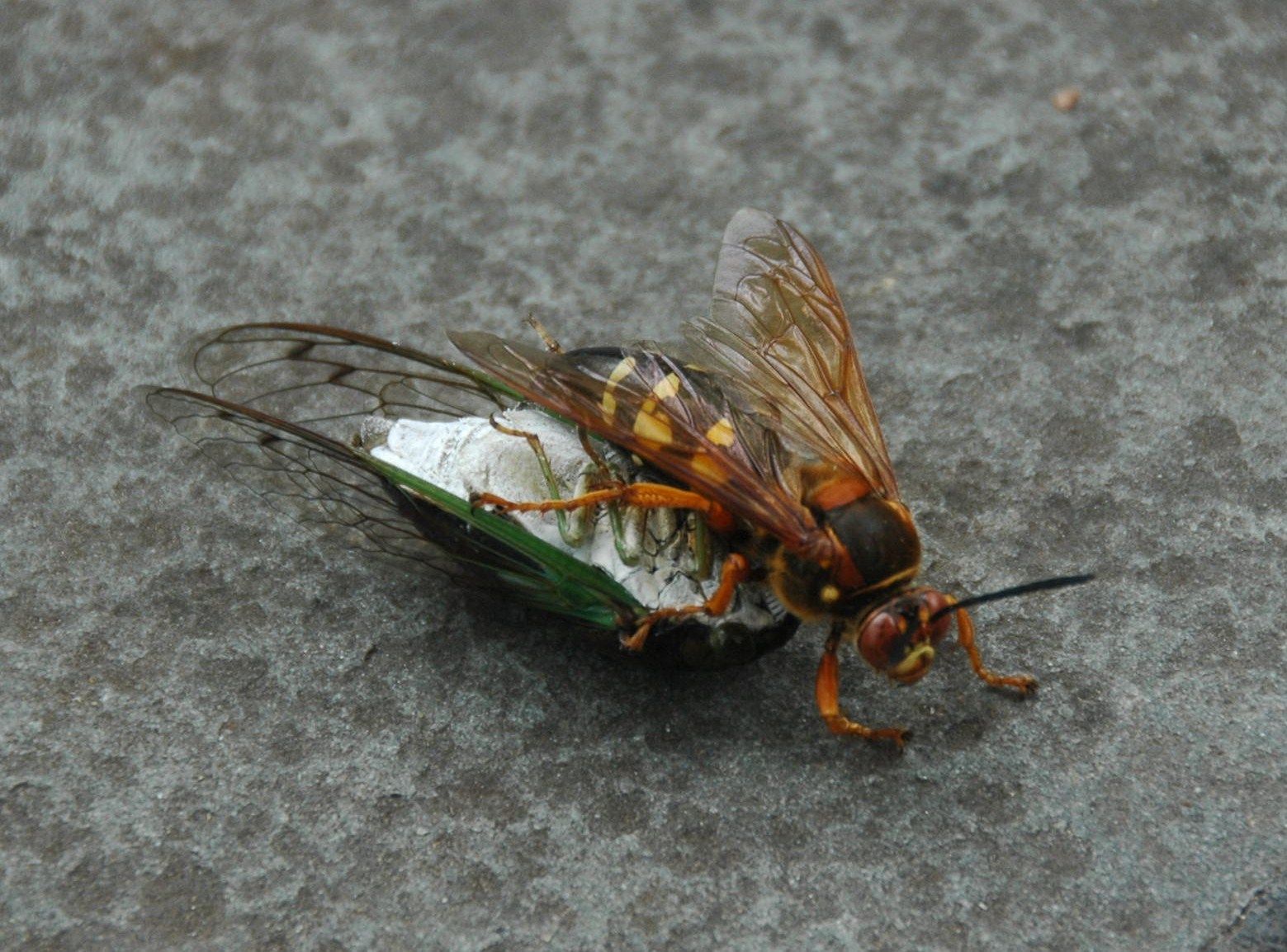Sphecius speciosus, Eastern Cicada Killer