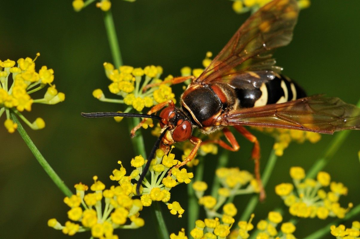 cicada killer