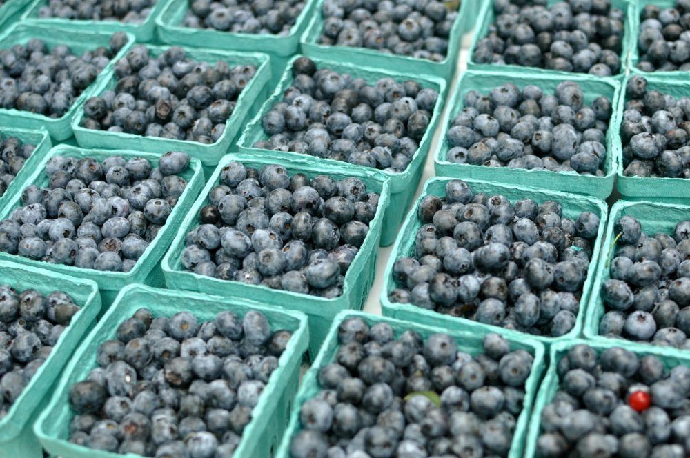 Blueberries at the Cortelyou Greenmarket