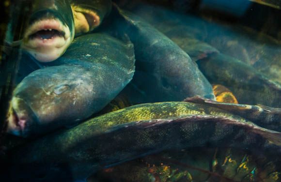 Sleeping with the fishes at an 86th Street restaurant. This doesn't look quite... humane.