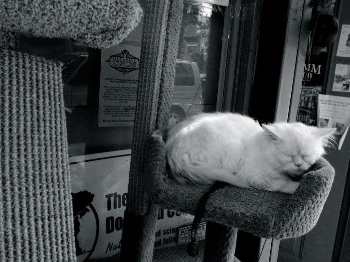 Photo Of The Day Cat Nap