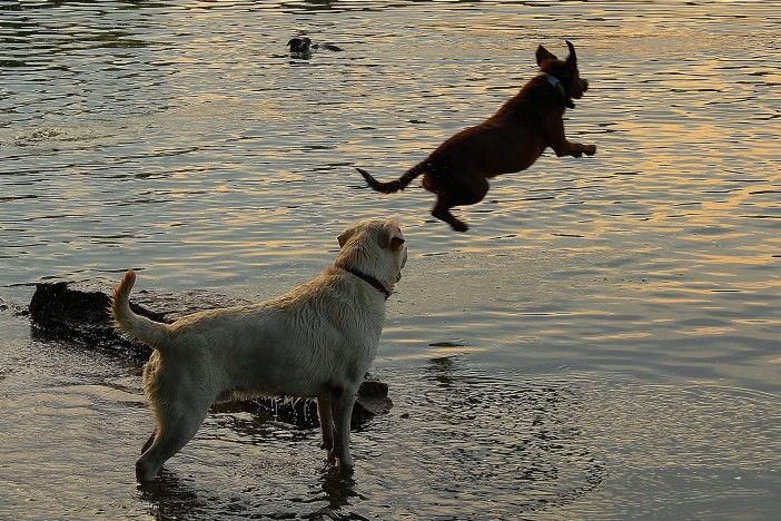 Dogs in Prospect Park by Steve McGill