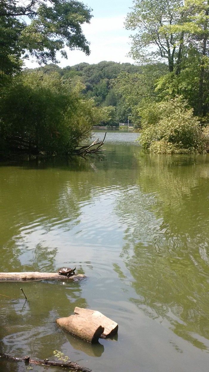 Prospect Park Turtle by Scott Salembier