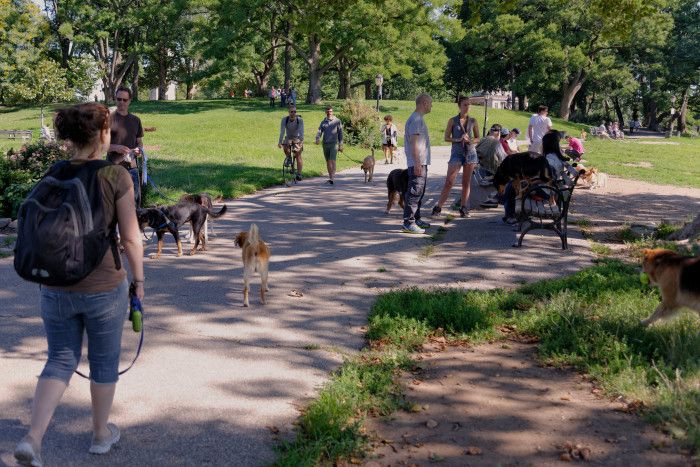 dogs in fort greene park by francisco daum