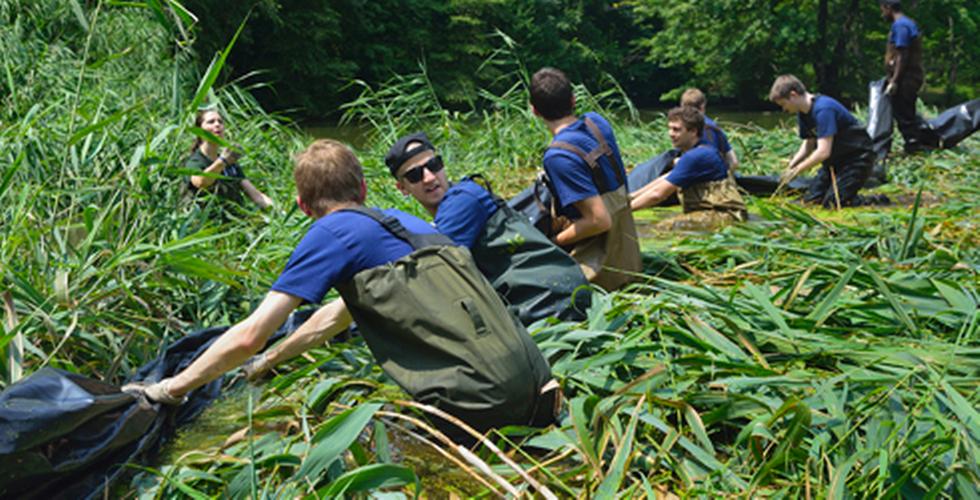 Prospect Park phragmites