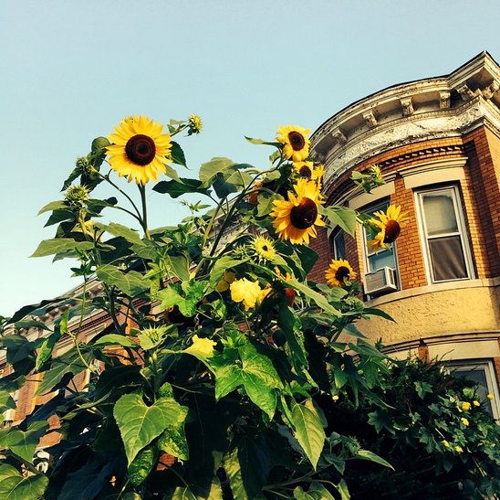 sunflowers photo of the day