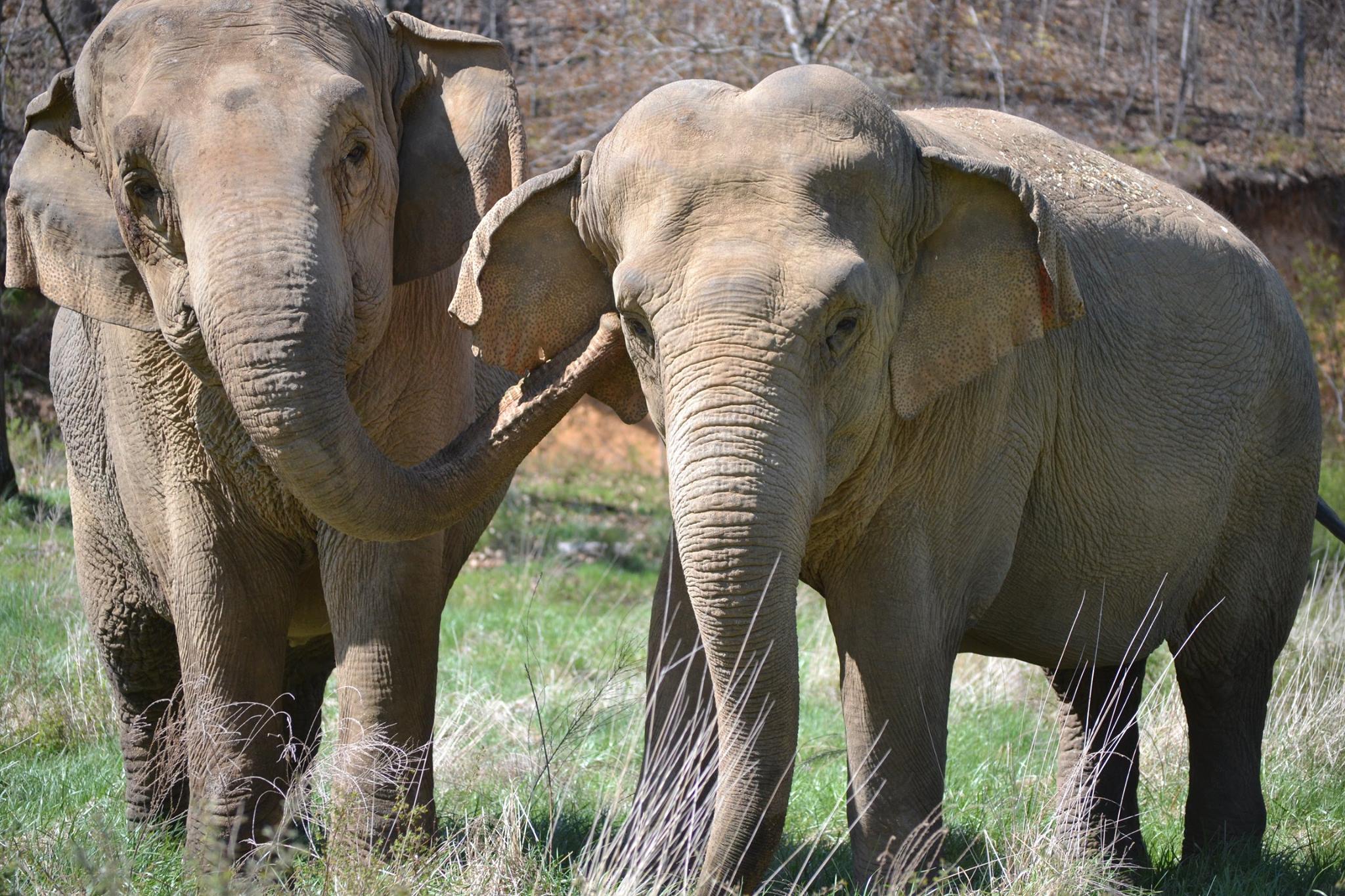 The Elephant Sanctuary 2