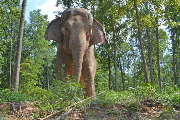 The Elephant Sanctuary