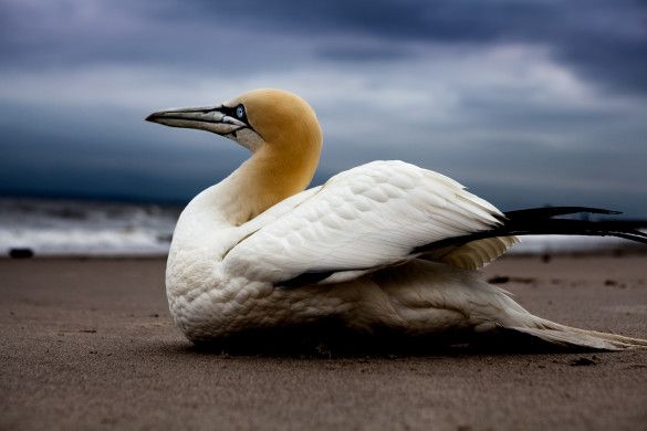 mm_cape_gannet_dmitri_kalinin