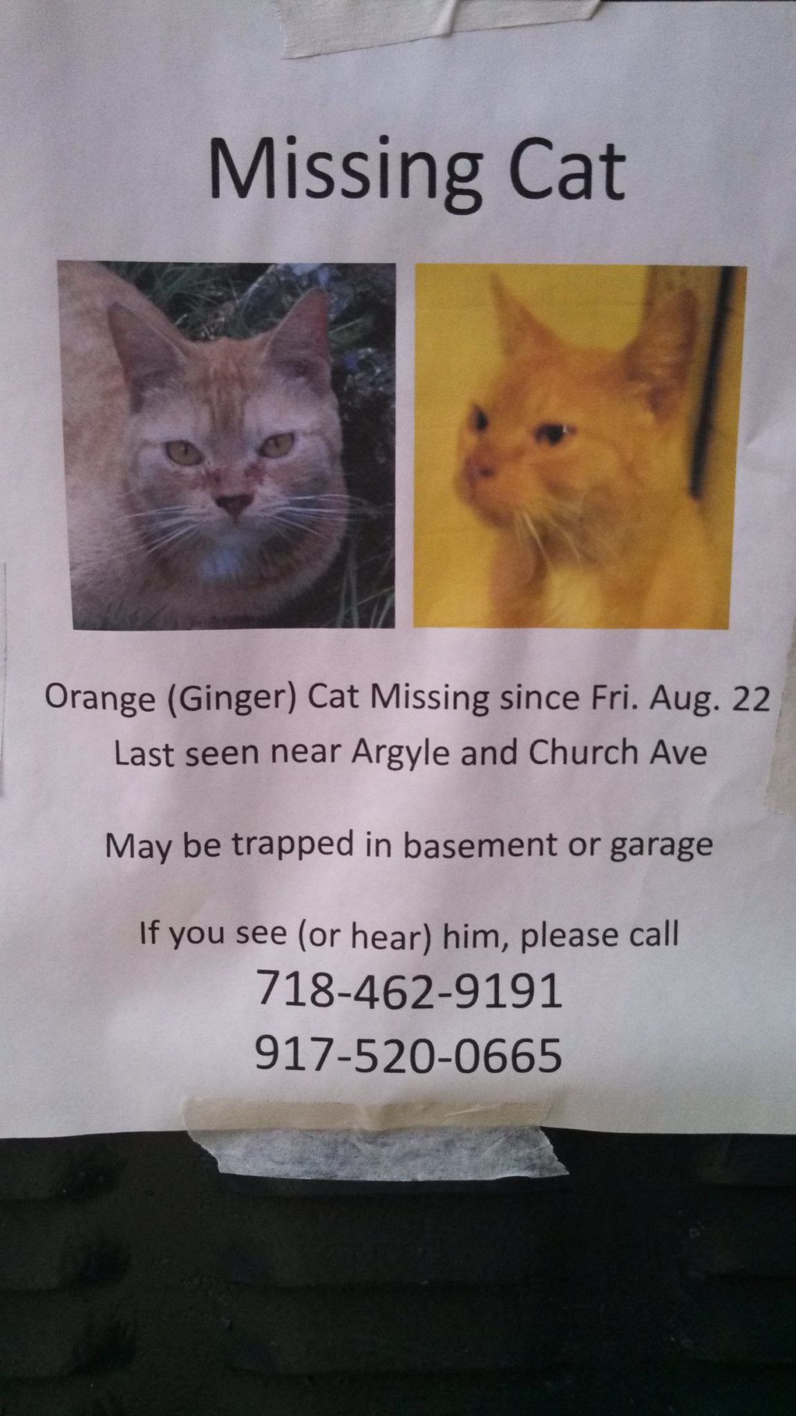 rsz_missing_cat_from_argyle_and_church