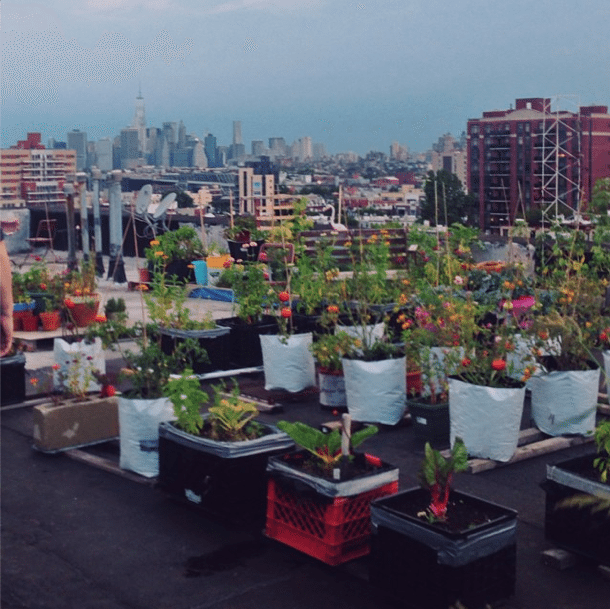 rooftop garden by erinmarie_d on Instagram