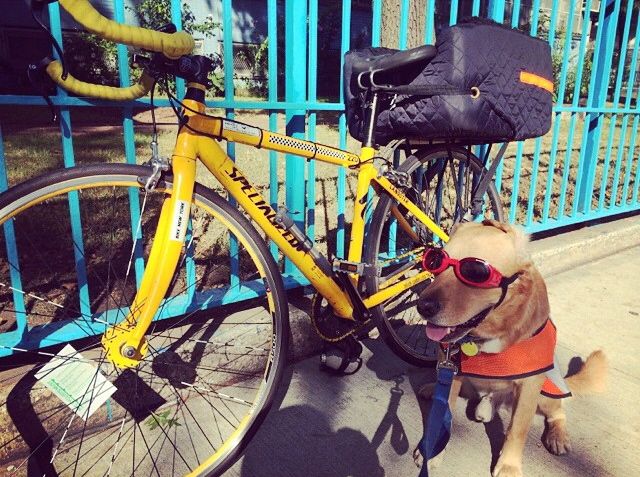 biker dog via dc optics