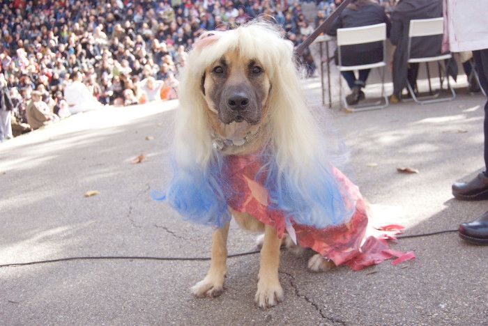 the great pupkin halloween costume dog by Kath Hansen