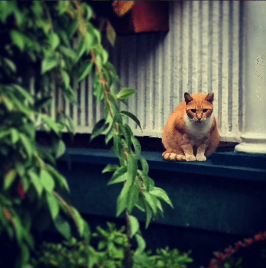 guard cat