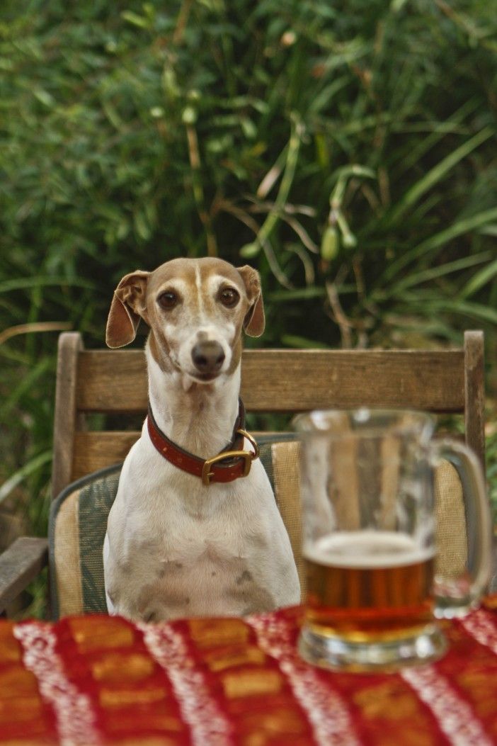 dog beer by Nina Matthews Photography on Flickr