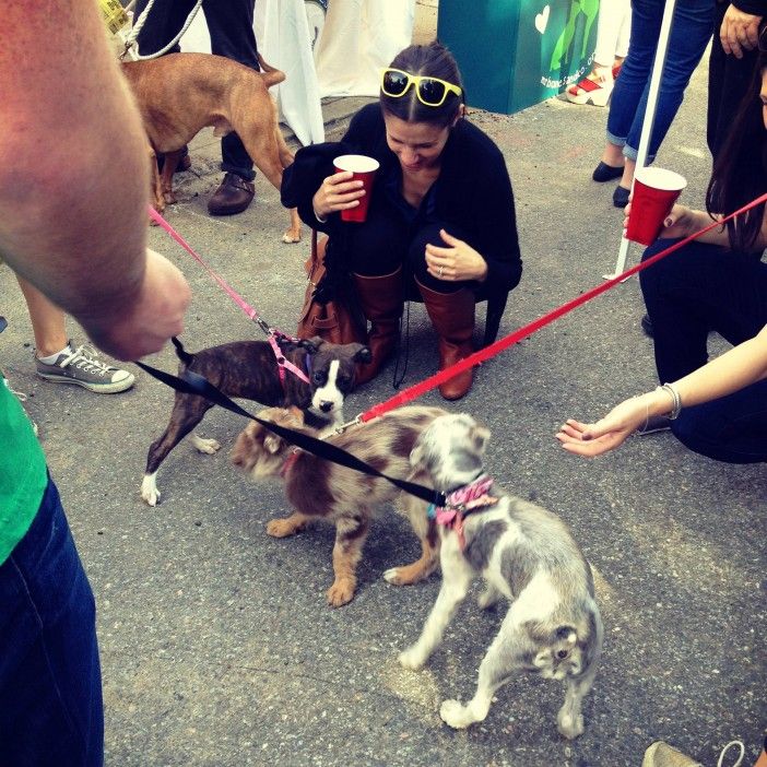 Puppies meeting at Badass Brooklyn fundraiser