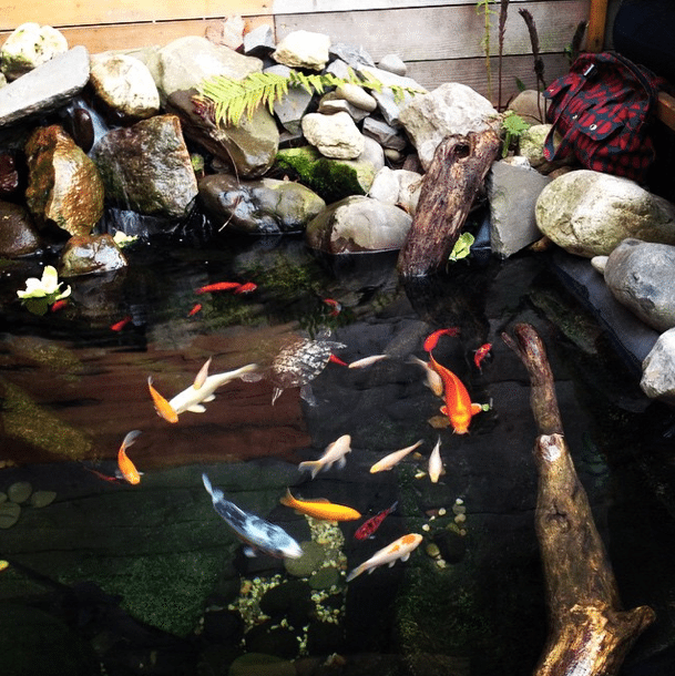 Koi by lannygolightly on Instagram