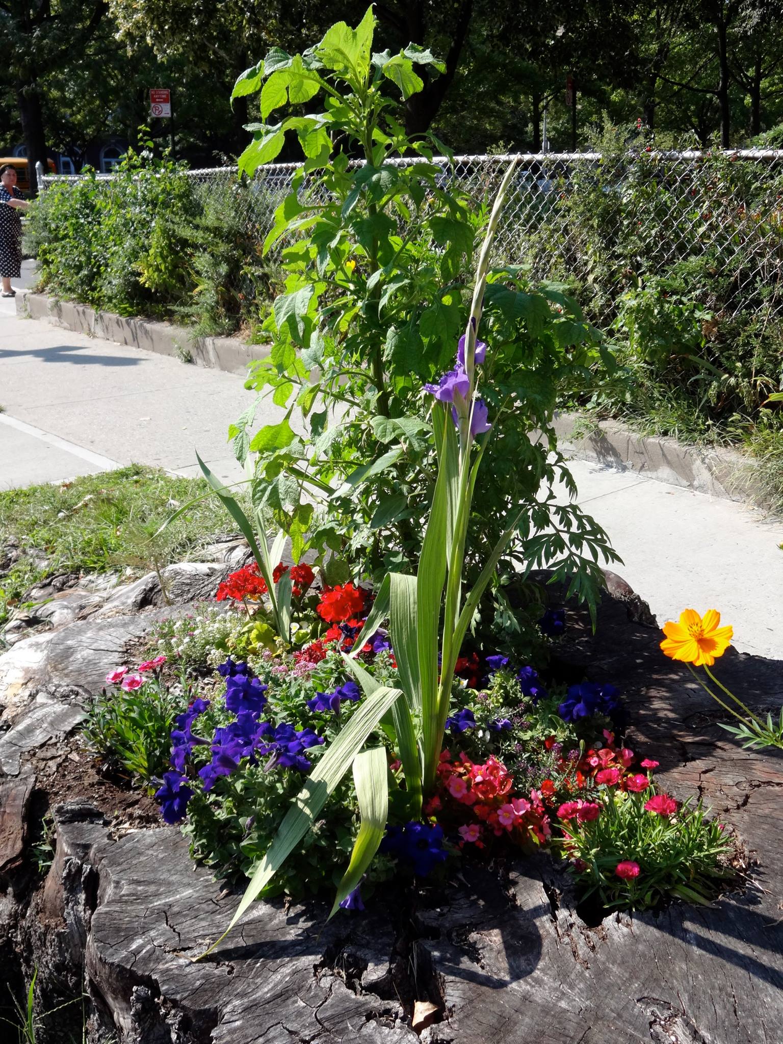 stump garden on ditmas avenue and ocean parkway