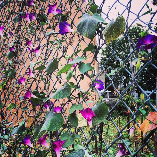 flowers in myrtle avenue garden