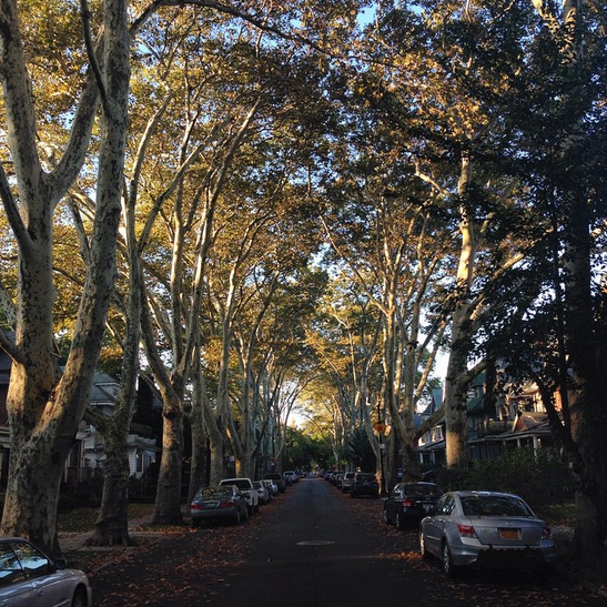 fall autumn trees