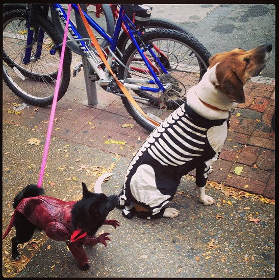 Halloween dogs