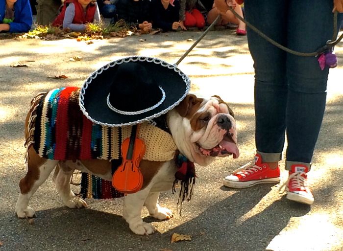 pupkin bulldog