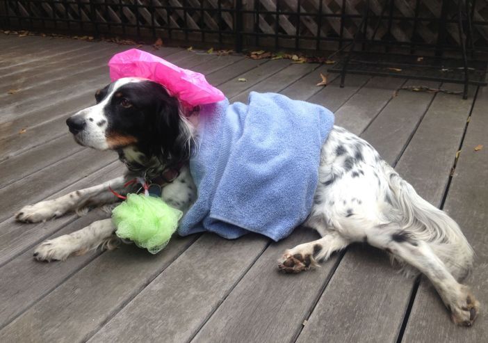 Just out of her bath, Marlee, a 9-year-old English setter, wanted to go outside and enjoy the nice weather we’re having rather than go to the office. Photo via Park Slope for Pets.