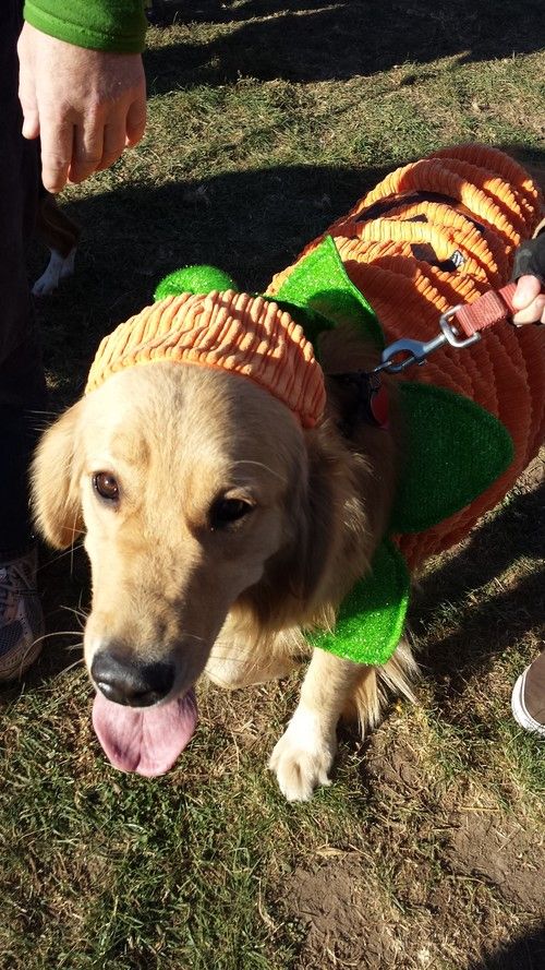 Howl-O-Ween via Go Fetch Run