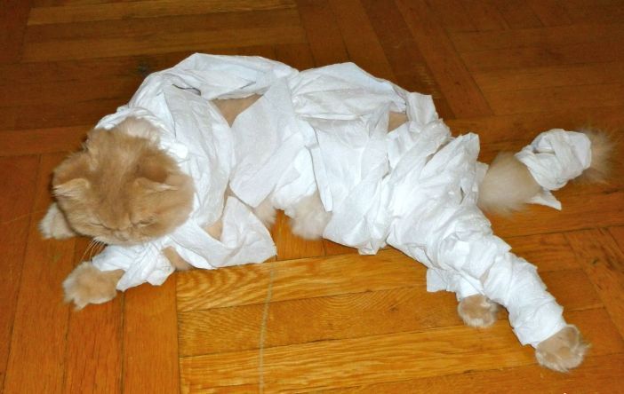 Ushki, a 3-year-old Scottish Fold, plans the best way to dispose of his mummy costume. Humans, pfft. Photo via Park Slope for Pets.