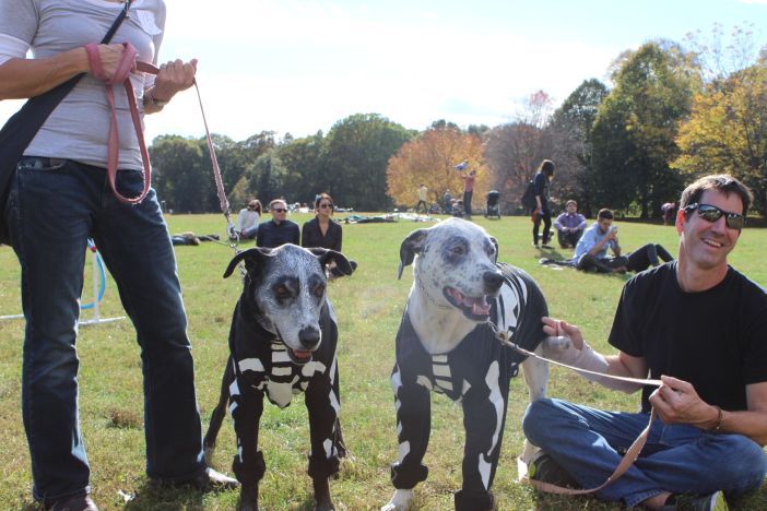 Dusty and his roommate AJ dressed to impress in skeleton costumes at the 2nd Annual Howl-o-Ween Costume Bash in Prospect Park. Photo via Park Slope for Pets.