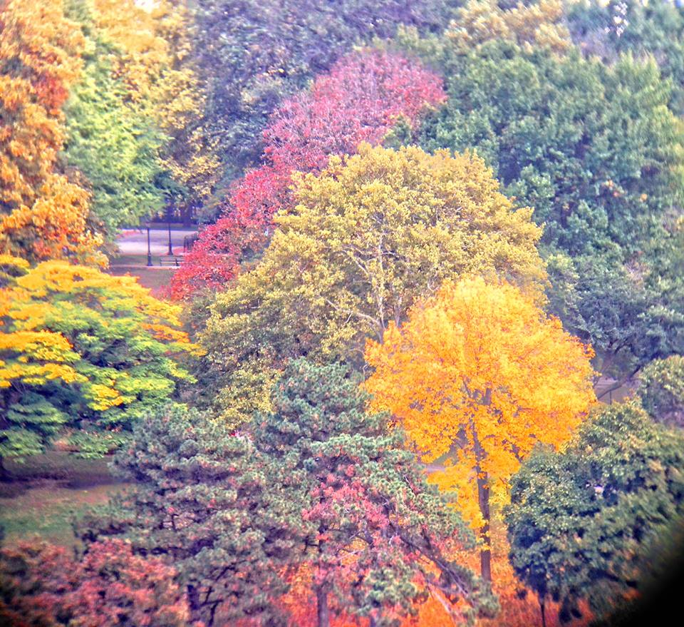 fall autumn trees by Alan Lerner