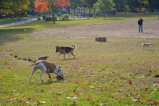 dogs in fort greene park by francisco daum