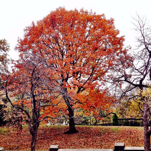 fort greene park fall tree by Oswaldo Cabrera