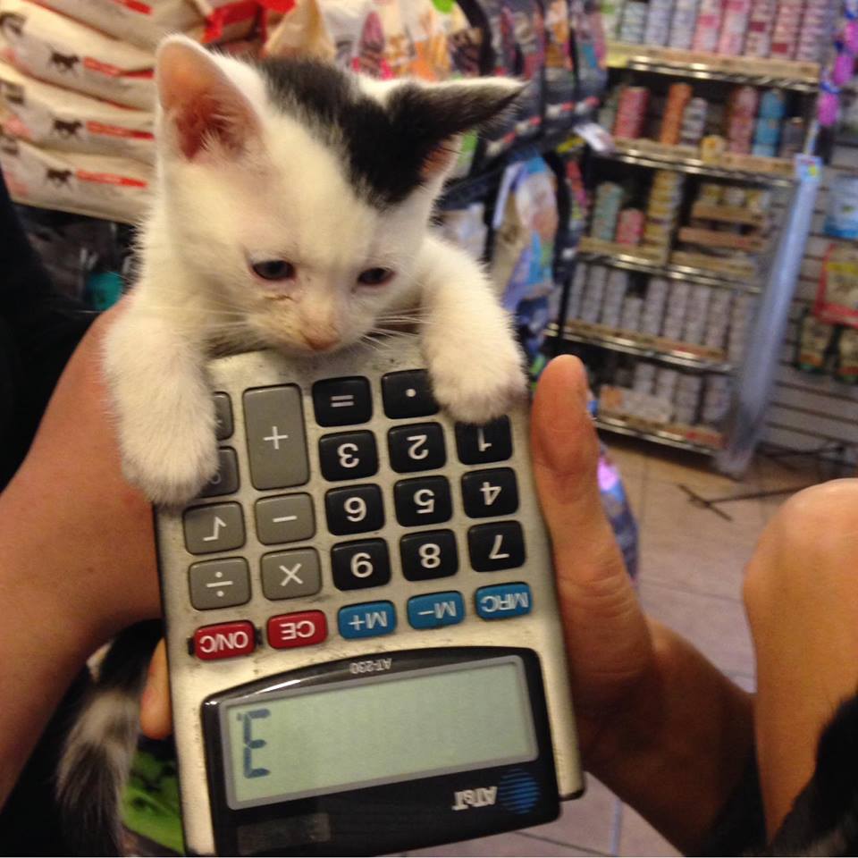 kitten calculator via who's your doggy